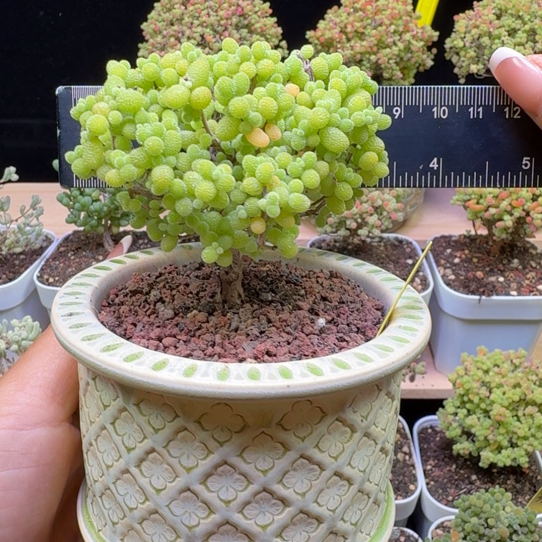 a332号金桔冠服8厘米左右带盆发