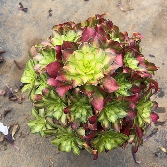 多肉植物韶华锦3