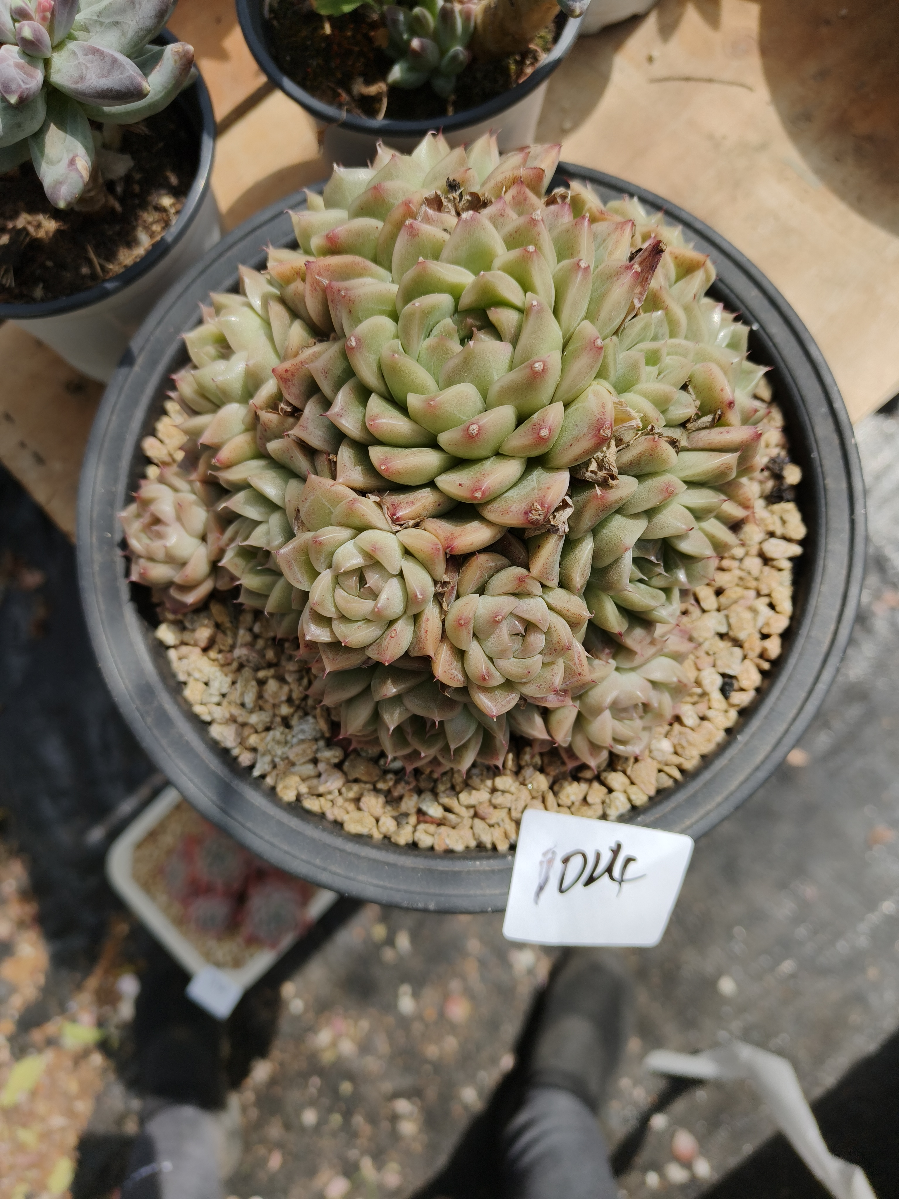 1004花掌柜精品杂交多肉1盆