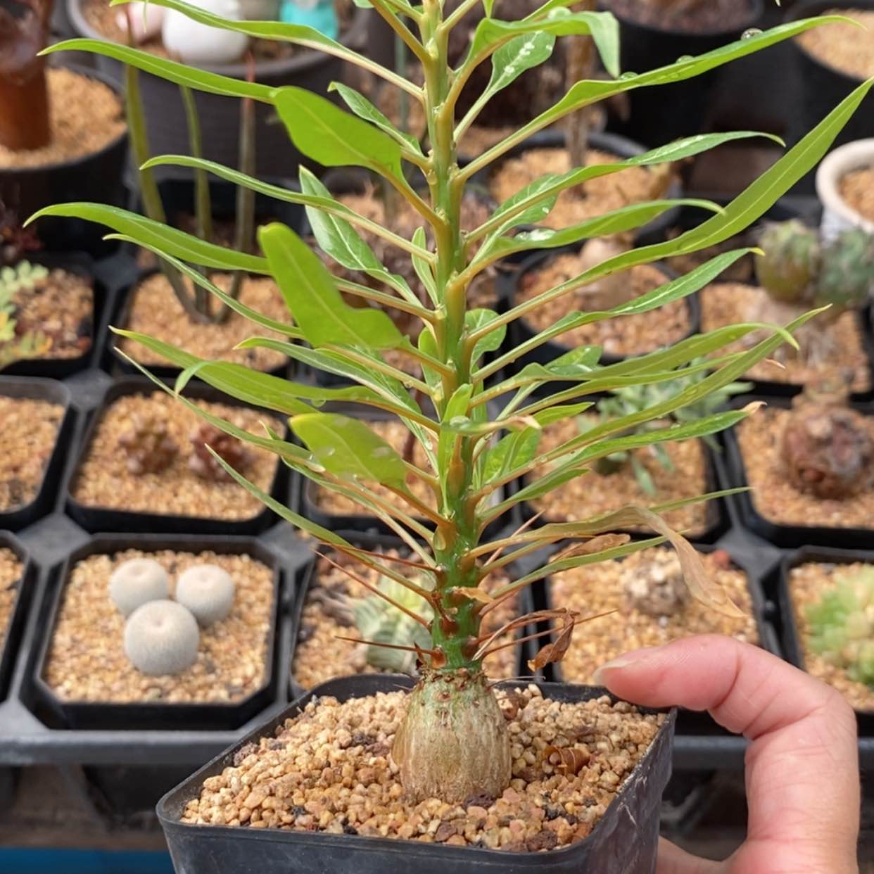 【闪购商品】紫福贵1.8c' m