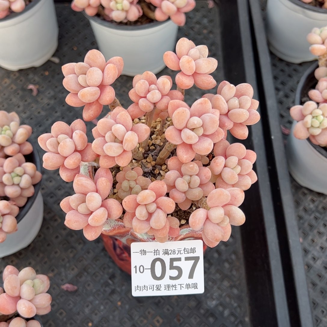 鱼子酱多肉多肉多肉多肉