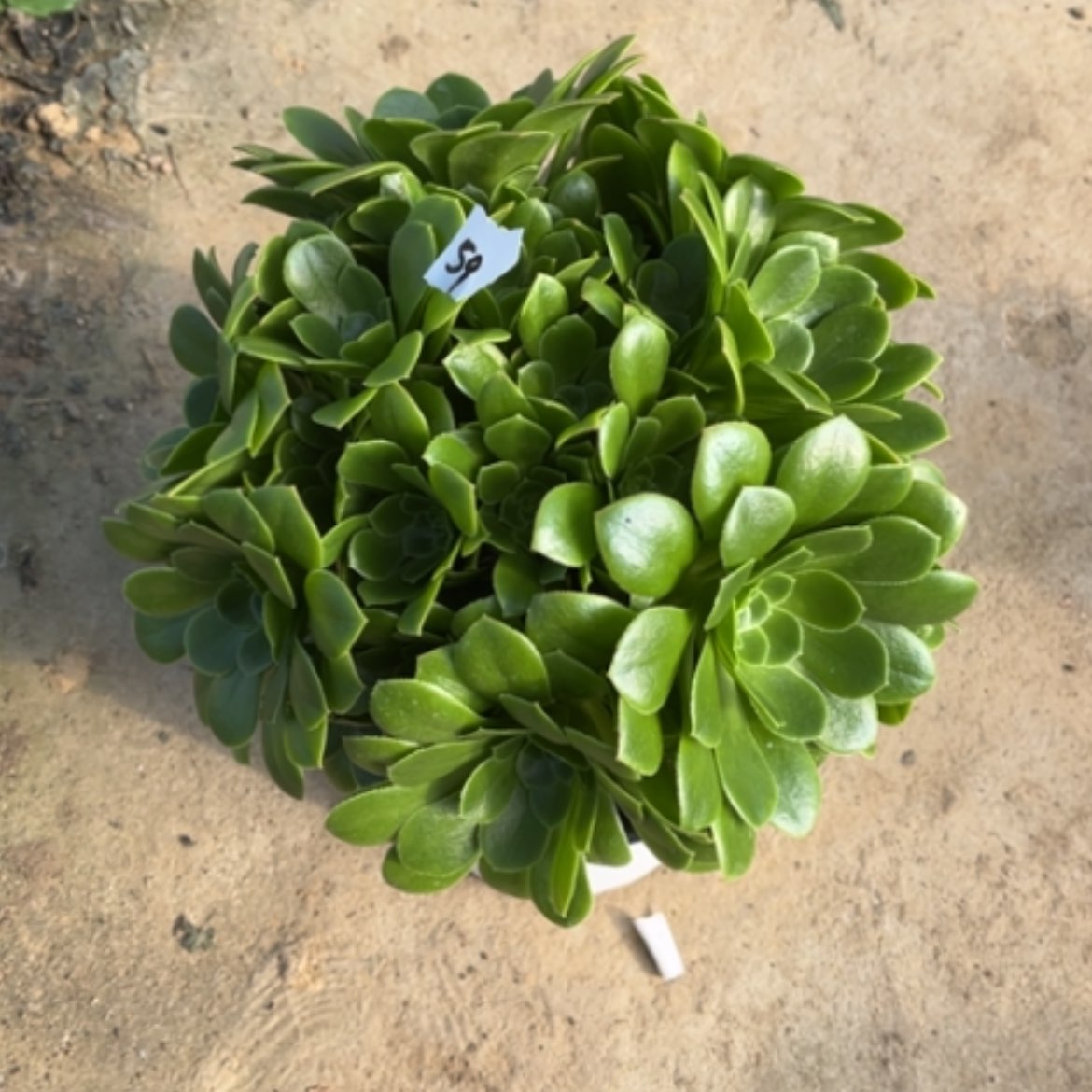 【闪购商品】59绿玫瑰绣球多肉法师