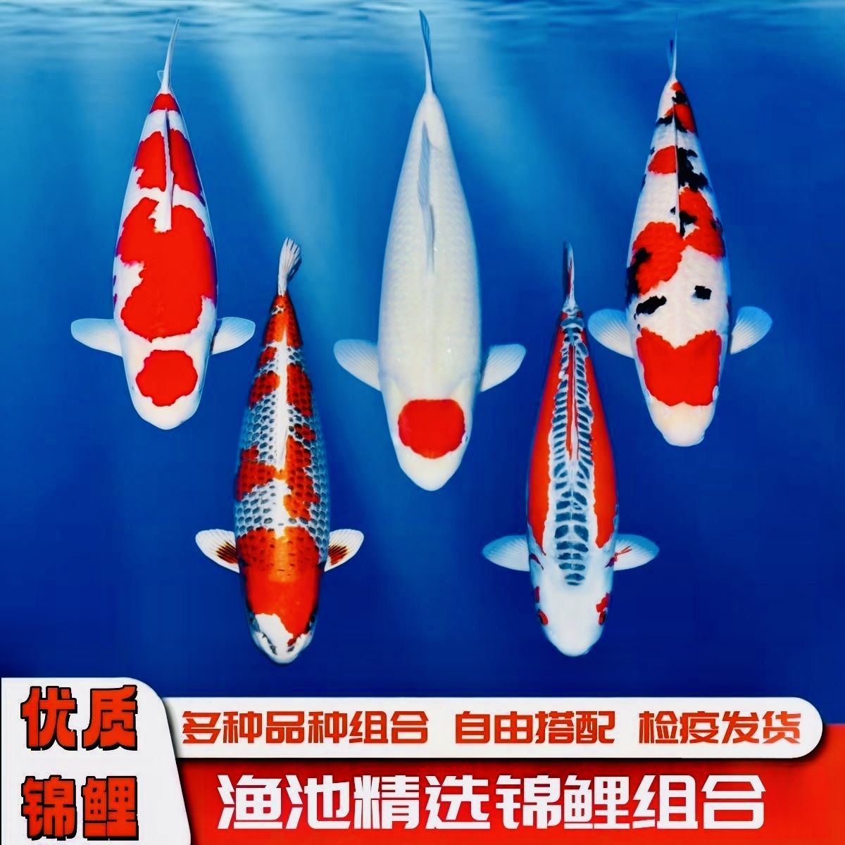 精品13-18厘米5条超大尺寸观赏鱼活体淡水红白介子三色好养耐活