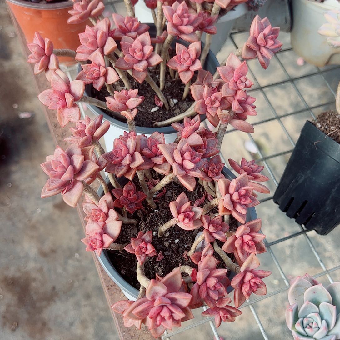 姬胧月多头造型精品特价二盆