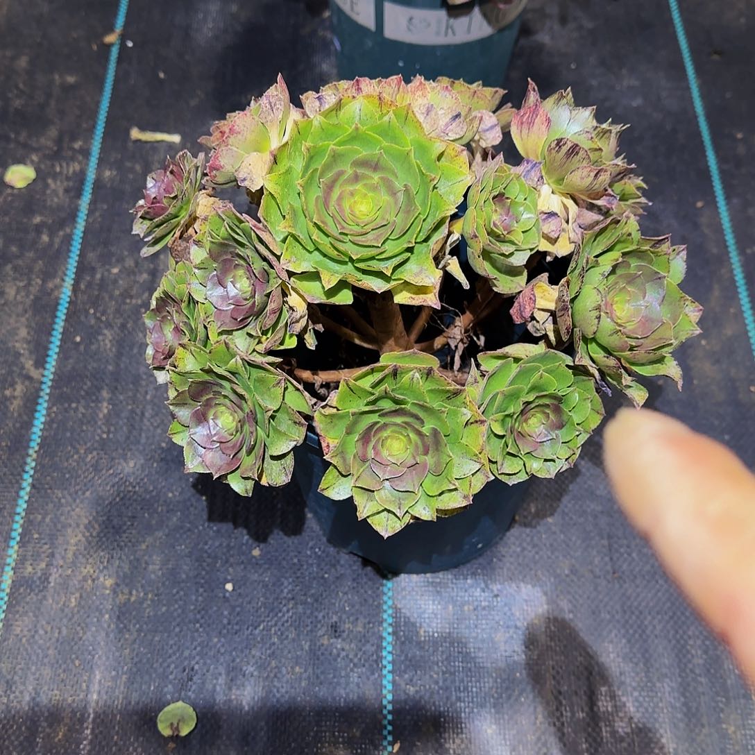 多肉植物万拉丝老庄