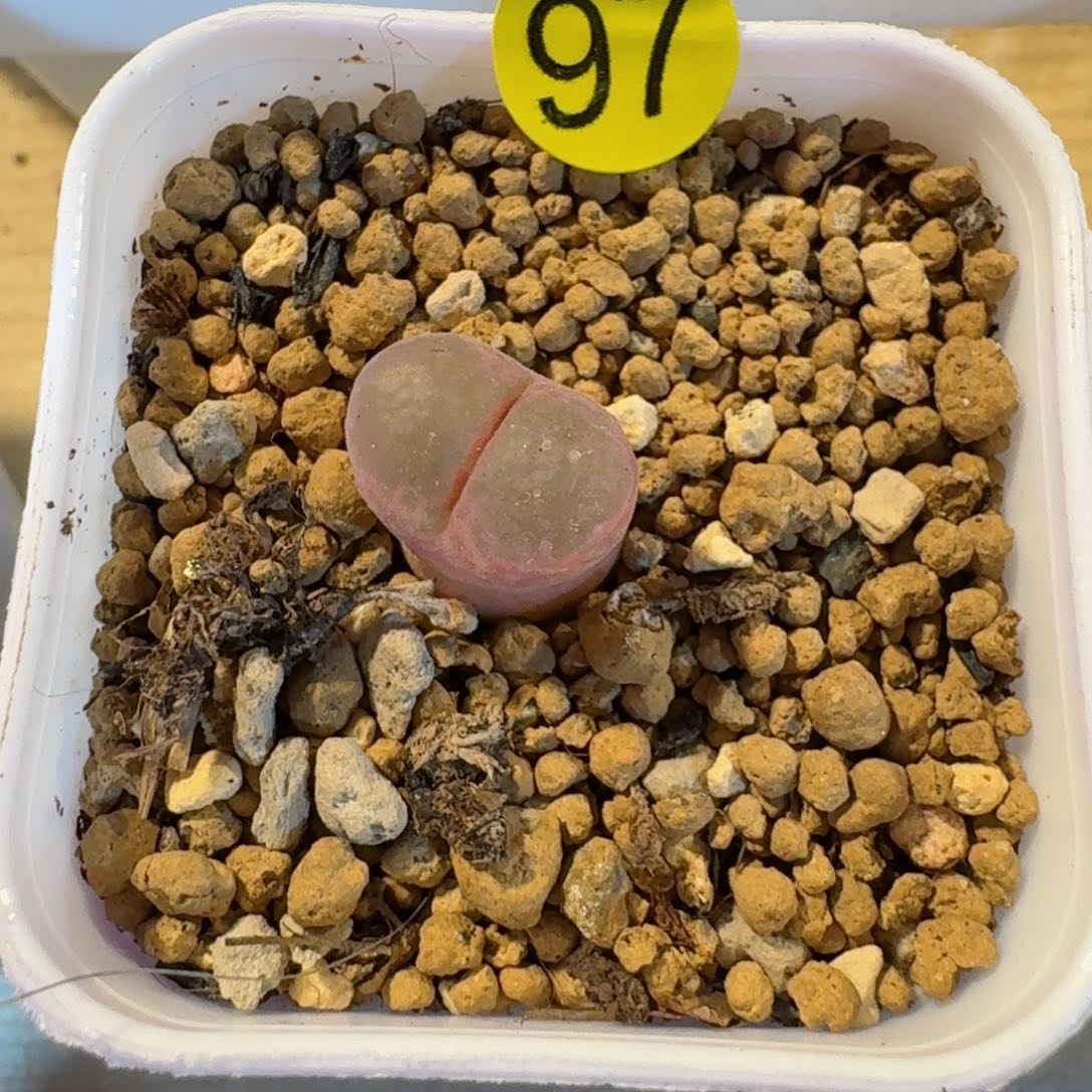 黑***?97.......多肉.....