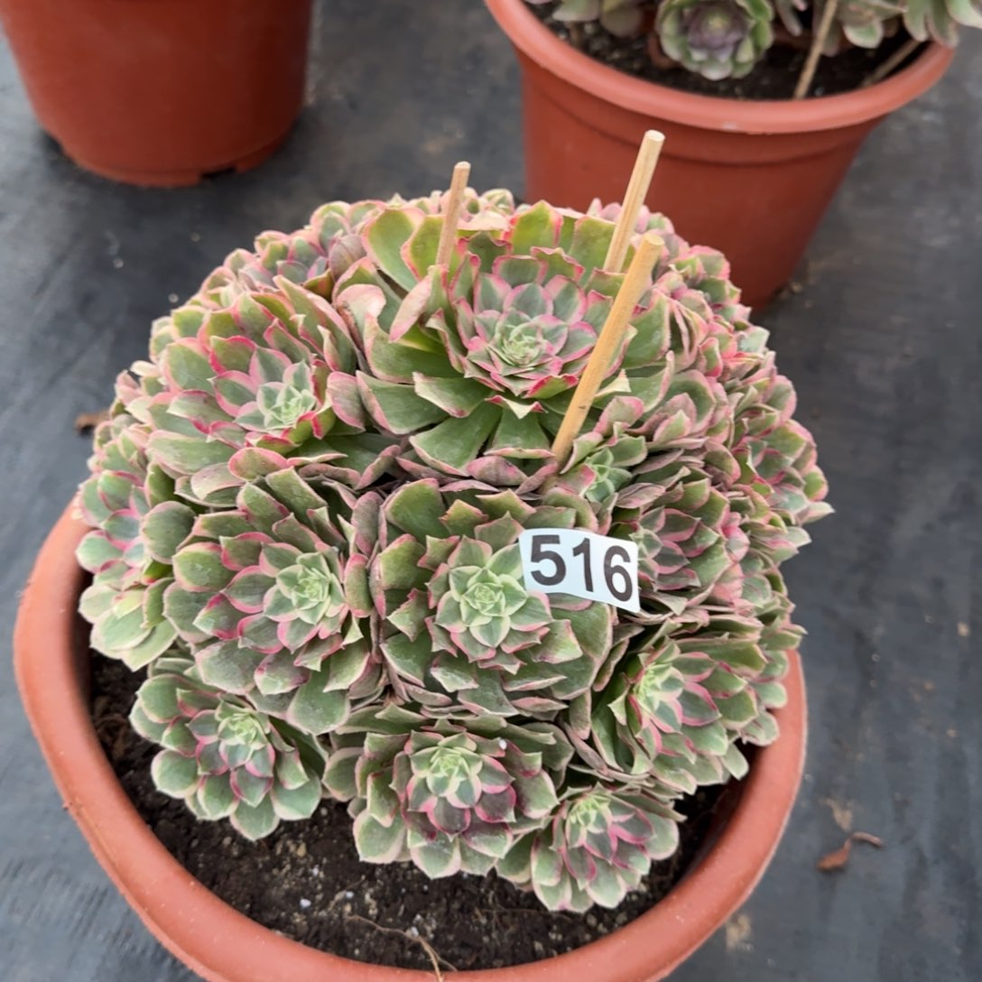 516多肉植物孔雀翎