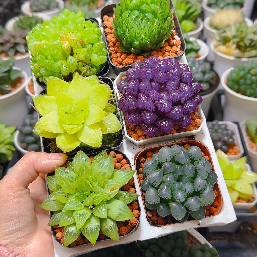 玉露群，蝉翼，黄金，紫宝石，玉露寿，冰灯