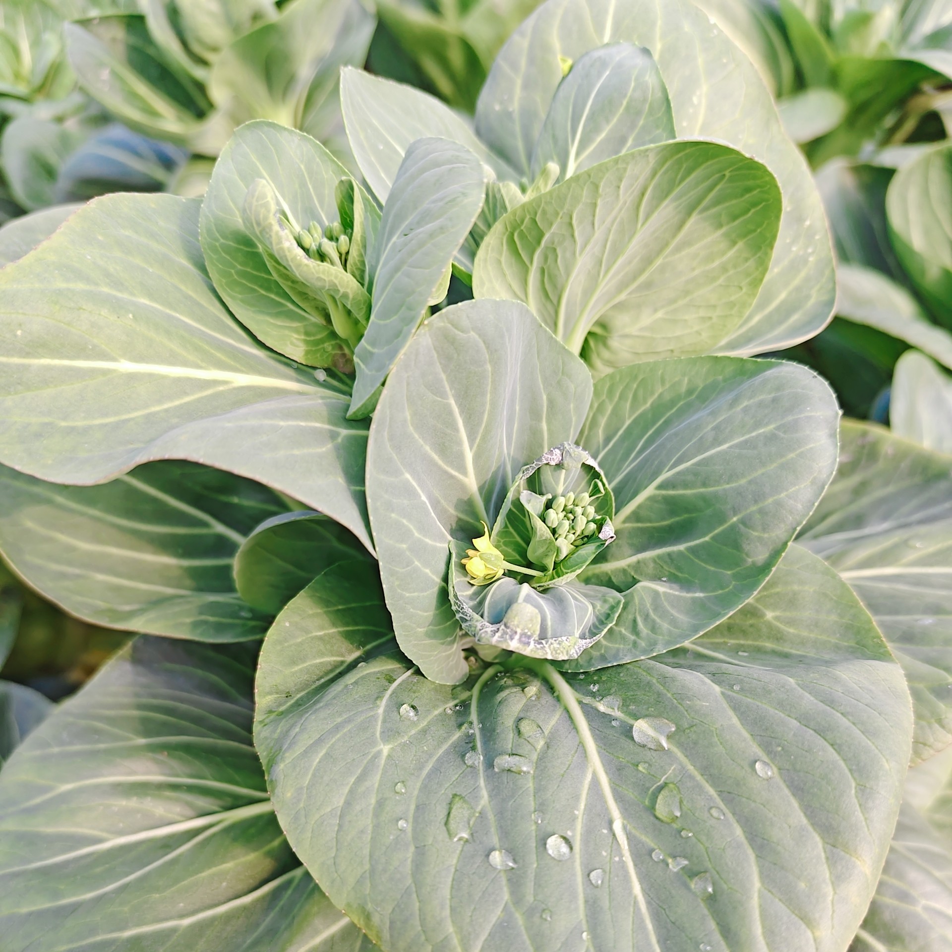 【苏北新鲜菜苔】苏州青菜苔自家种植新鲜菜苔（香嫩甜糯）