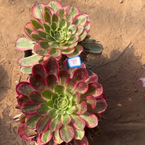 739多肉植物组合