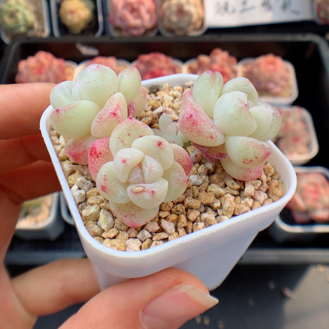 多肉植物。 冰玉42