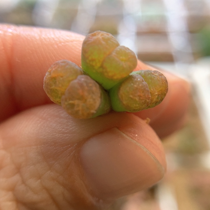 012特特特特 肉锥植物