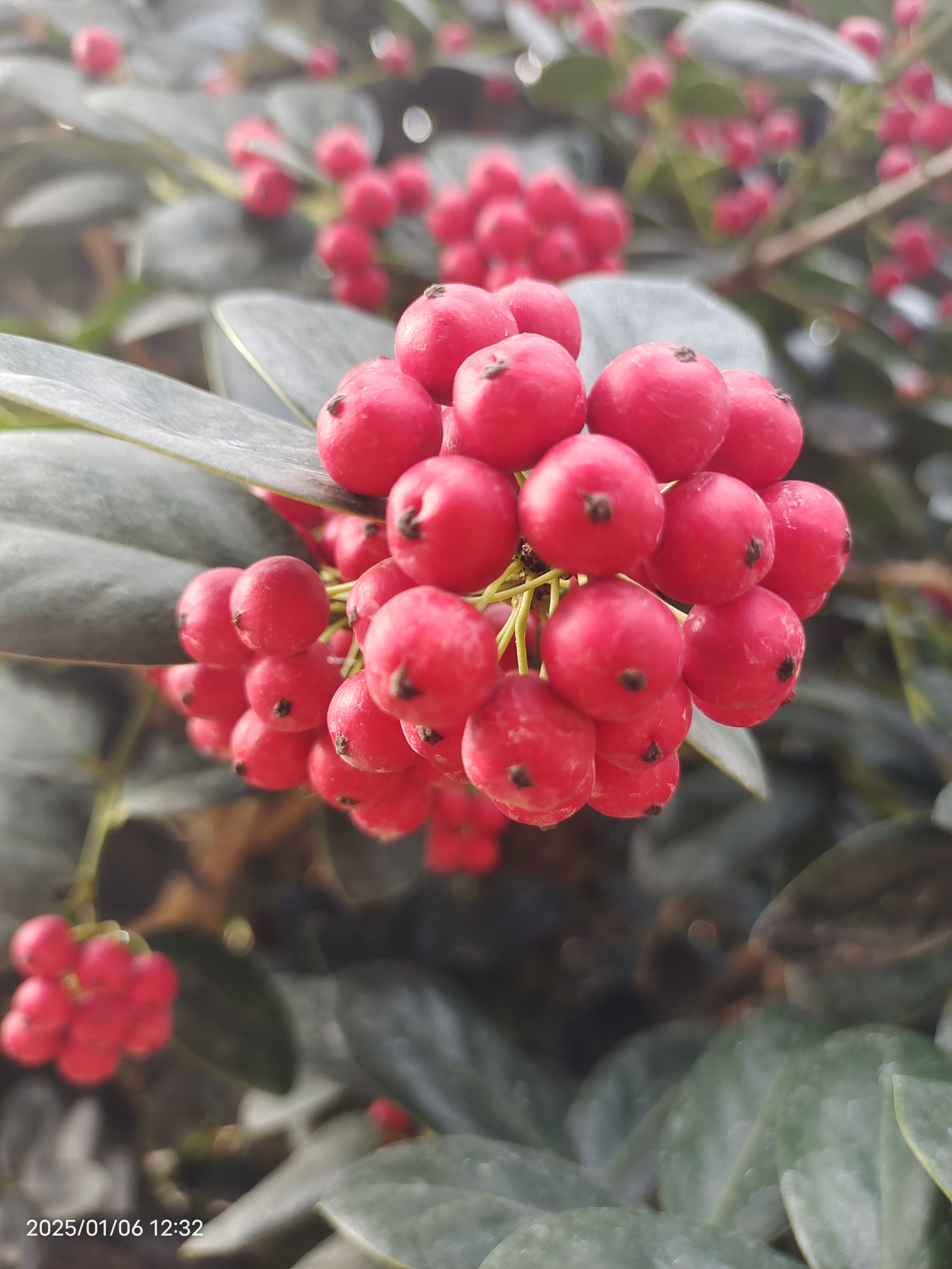 原生无刺枸骨盆景树桩金玉满堂老桩一物一拍