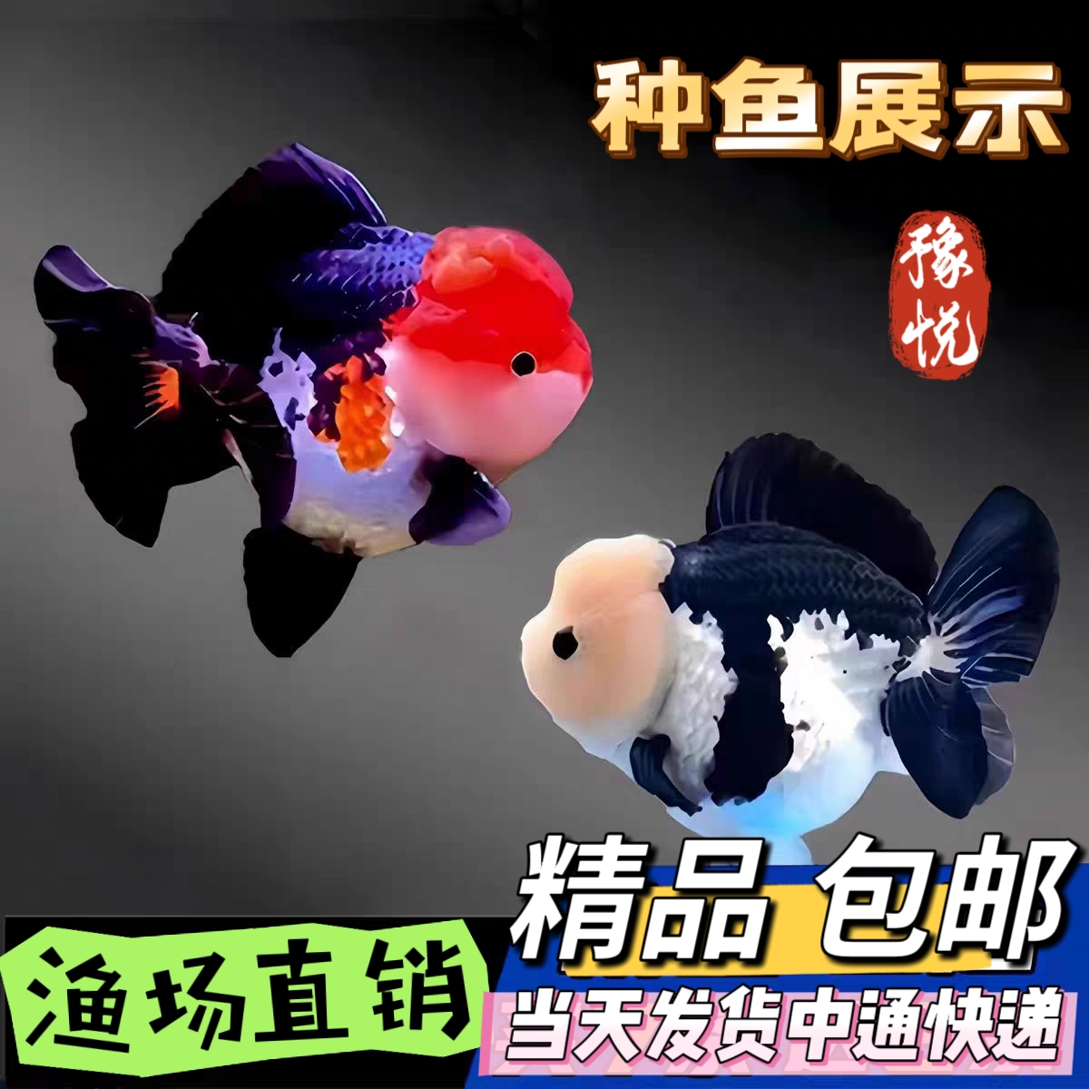 三色黑白熊猫玛丽泰狮金鱼淡水观赏鱼冷水观赏鱼好养耐活