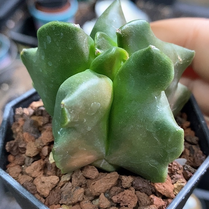 孤品实生角尤鸾凤玉初五福利