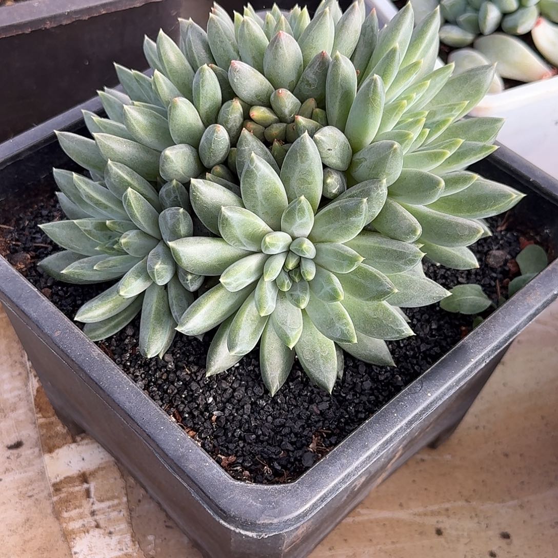 ttn杂交多肉植物多肉