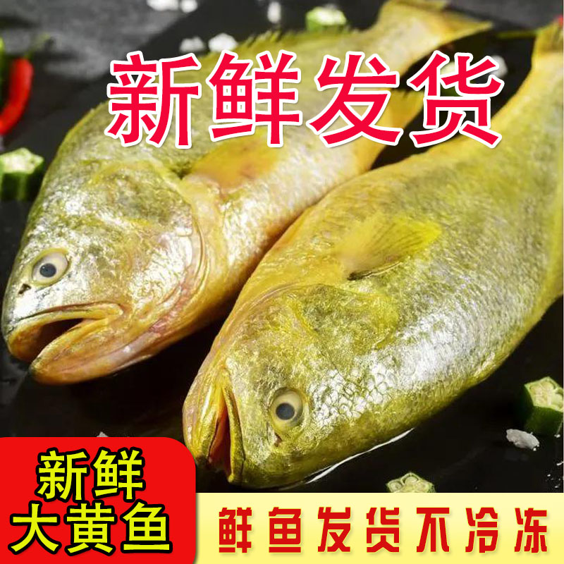 大黄鱼1.4斤-1.6斤/条 到手4条 海鲜大黄花鱼新鲜海捕海鲜水产