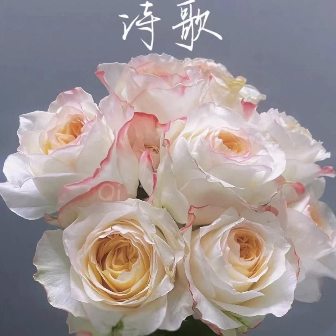 ［诗歌］独颗大花浓香玫瑰特大月季玫瑰花常年开花植物欧月阳台庭院