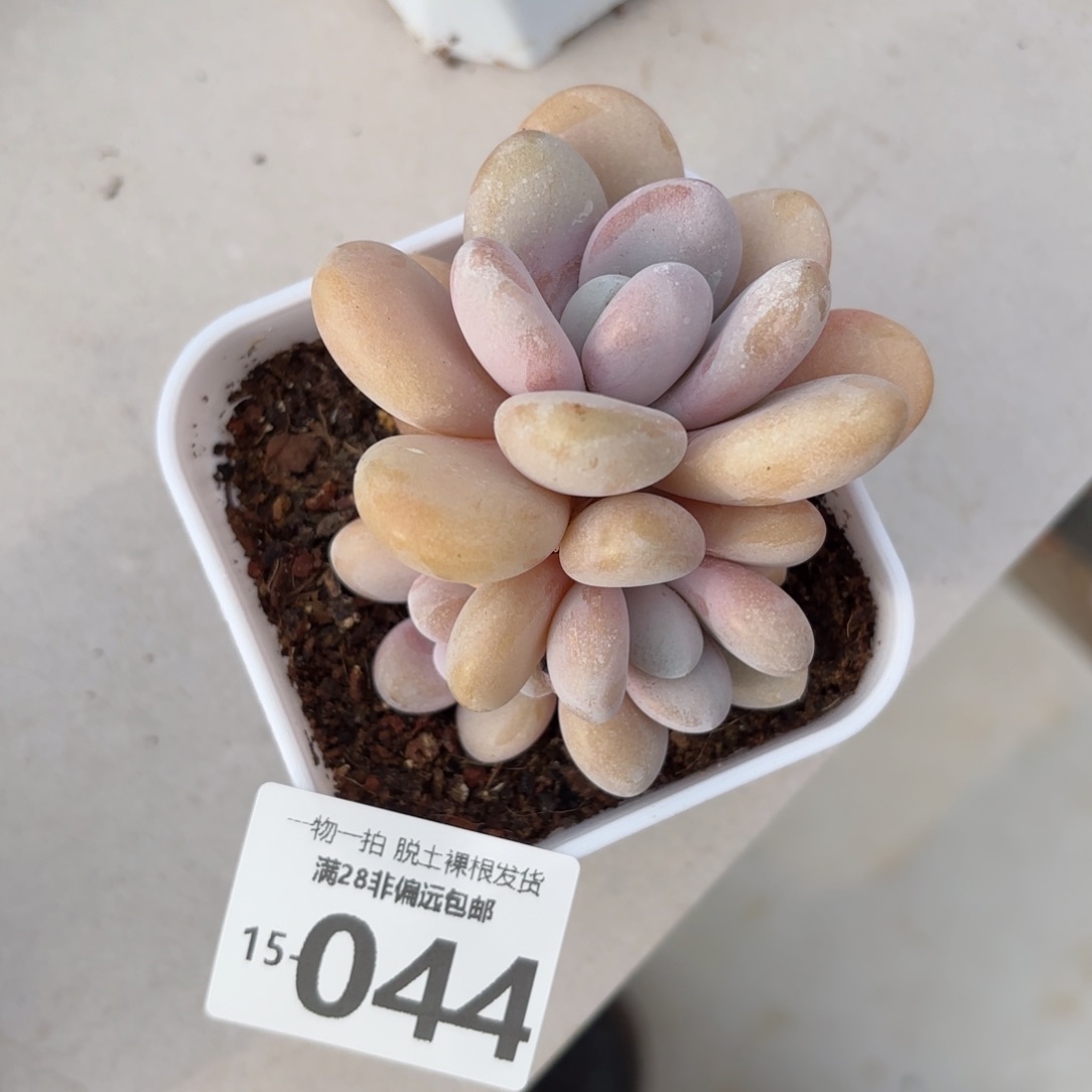 粉兔多肉多肉多肉