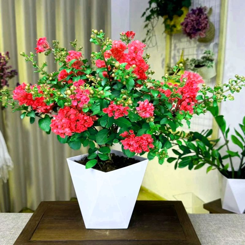 红花紫薇盆栽四季种植开花植物盆栽花苗室内庭院阳台盆栽