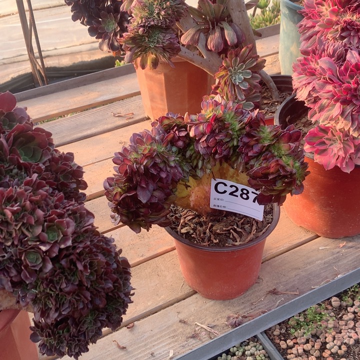 287抹茶缀多肉法师