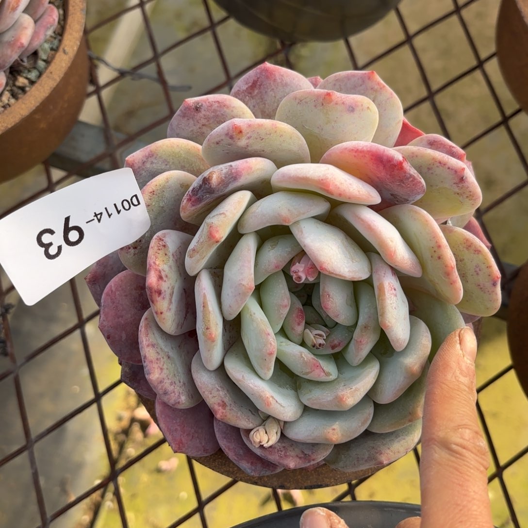 米*丫同温层多肉93橙梦露