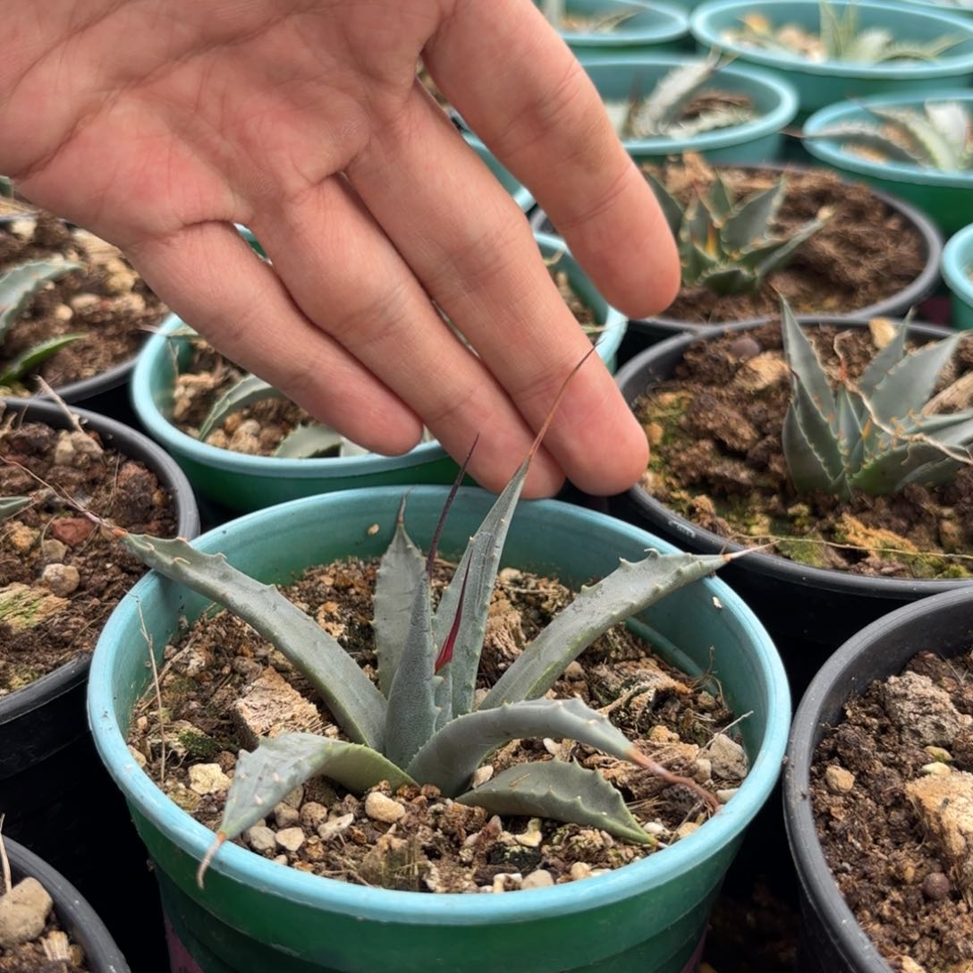 木妖炎哈哈哈哈21