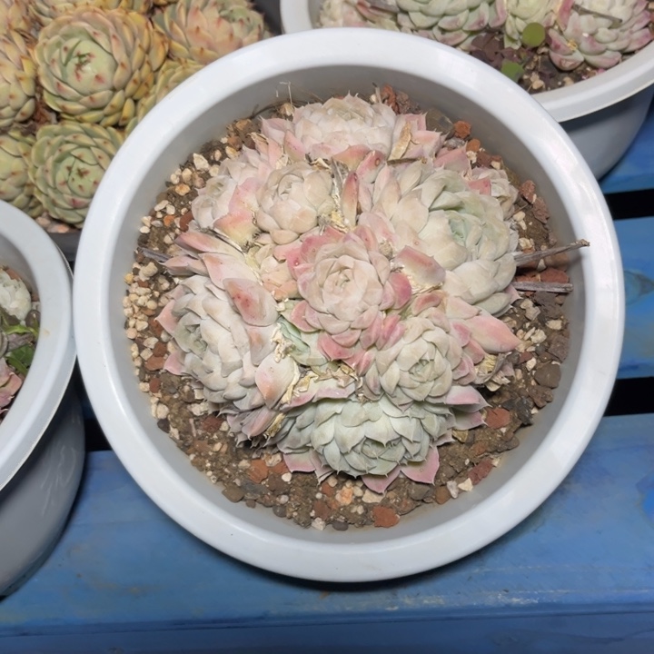 白月影多肉植物0173