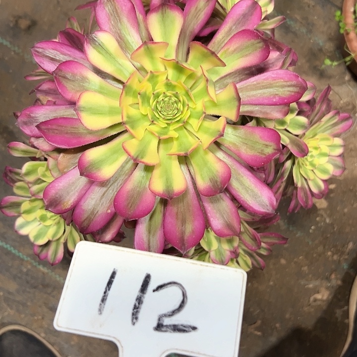 多肉植物五天几法师