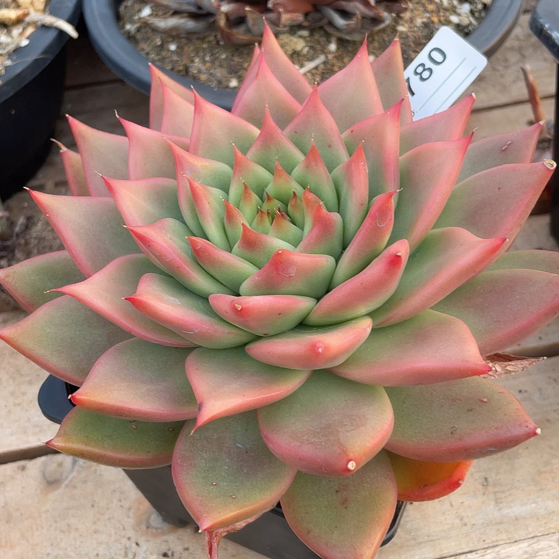 若如东云单拍A780