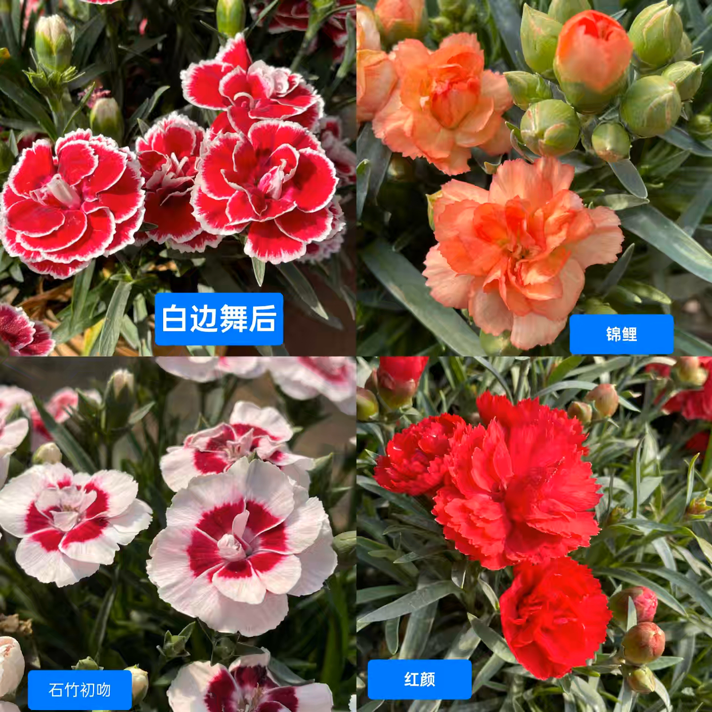 有香味的花花 欧石柱康乃馨四季开花爆花新手好养护