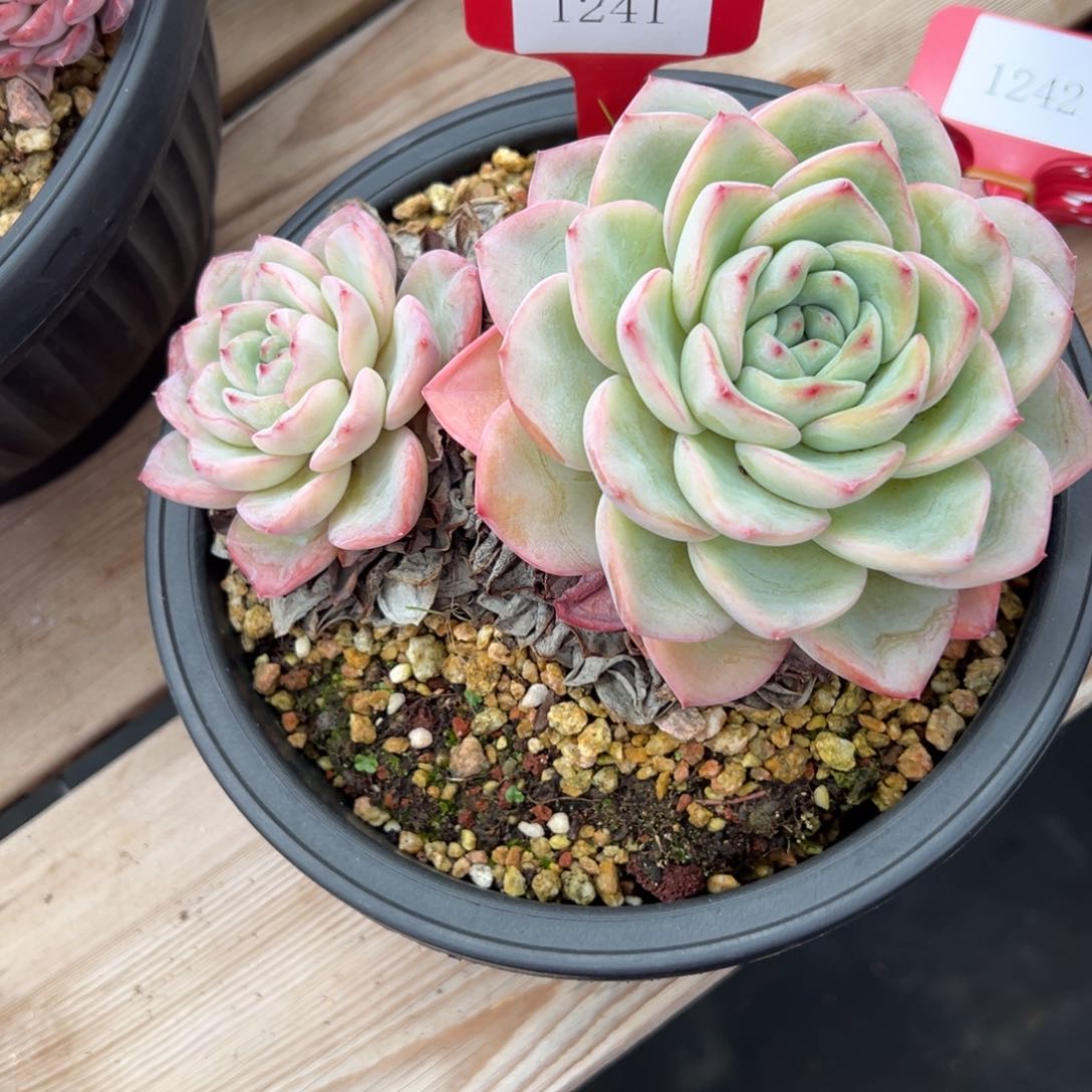 本*1241肉多么duo o肉多哦