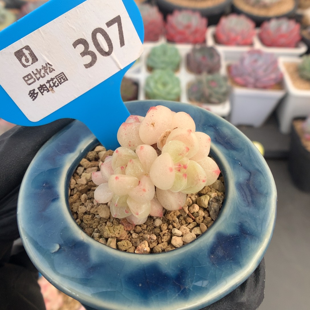 307 六头白透底迷你冰玉