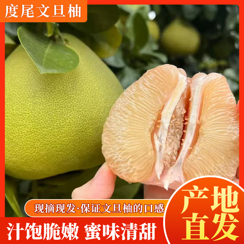 【文旦柚】新鲜福建度尾老树文旦柚 应季多汁 孕妇适宜营养水果