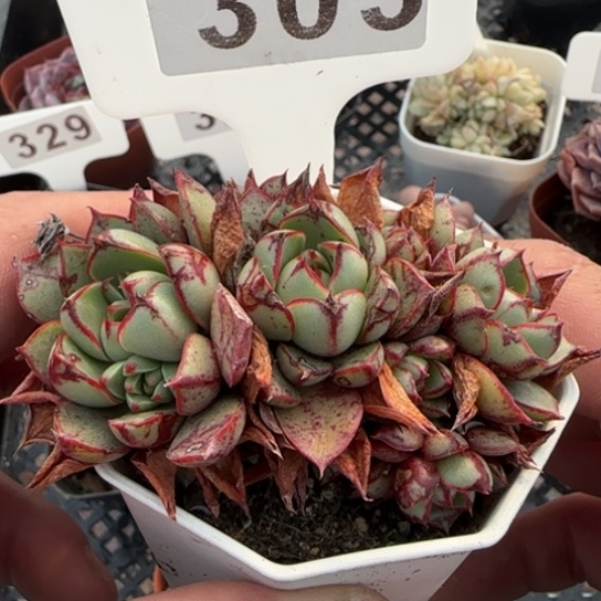 303 一物一拍多肉