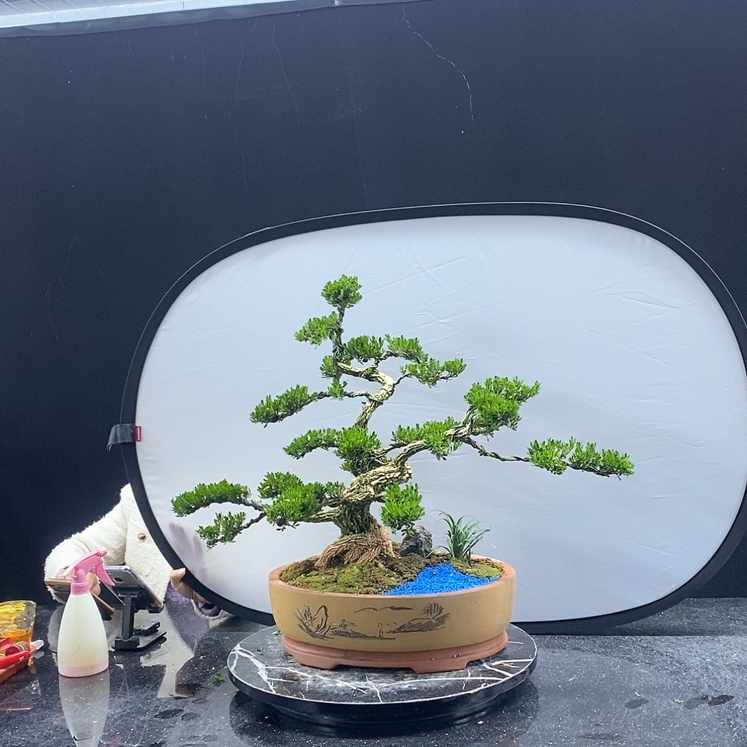 无花朵精品黄杨盆景