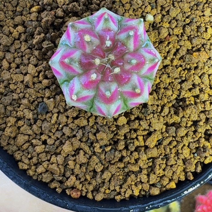 美纹轮回00000000000106