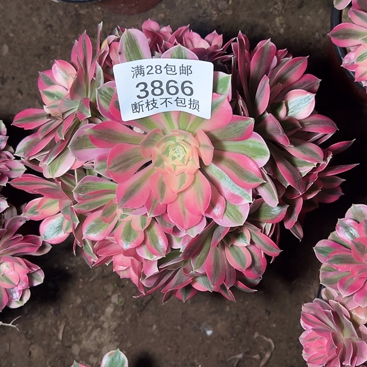 3866粉女巫多肉植物