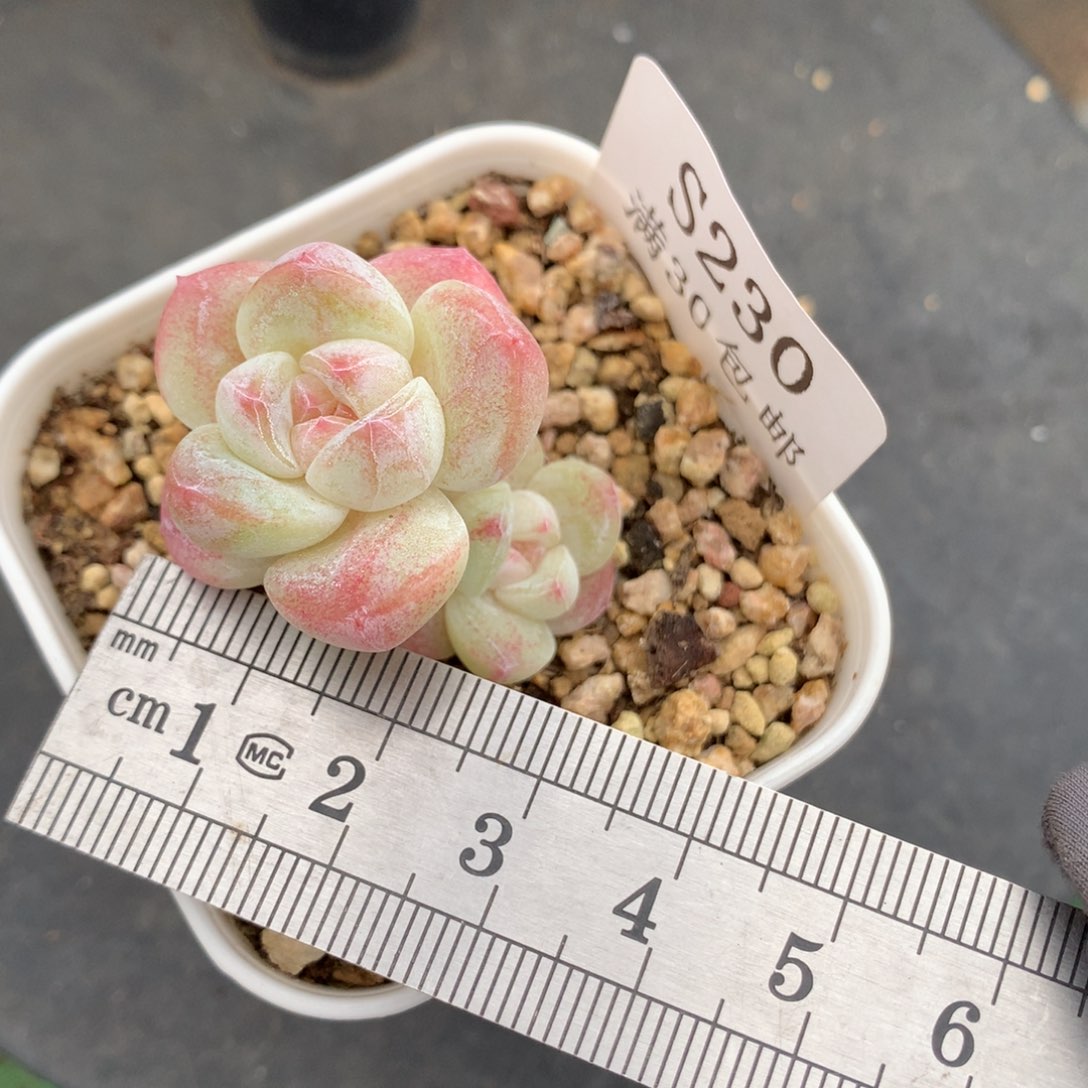 230。带腿糖心白底冰玉。