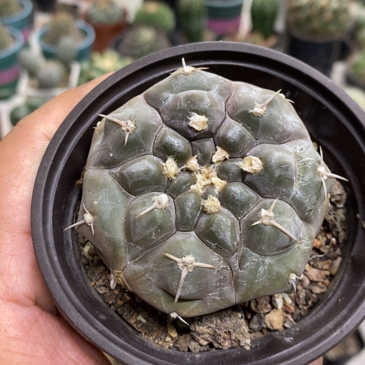 实生铅皮特价福利