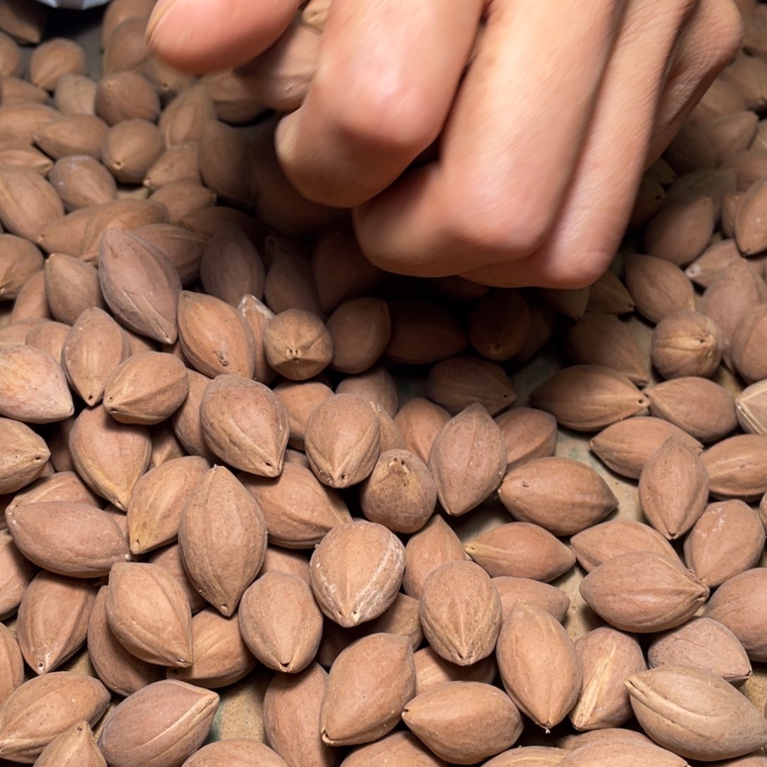 米****橄榄核手串/手链不退不换wty