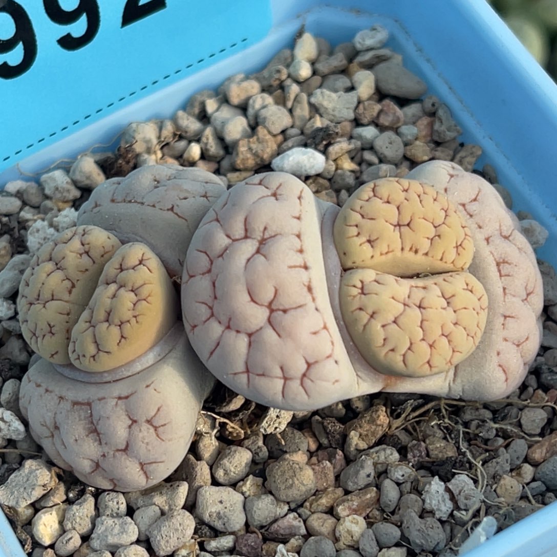 9926双头蜜纹189一颗