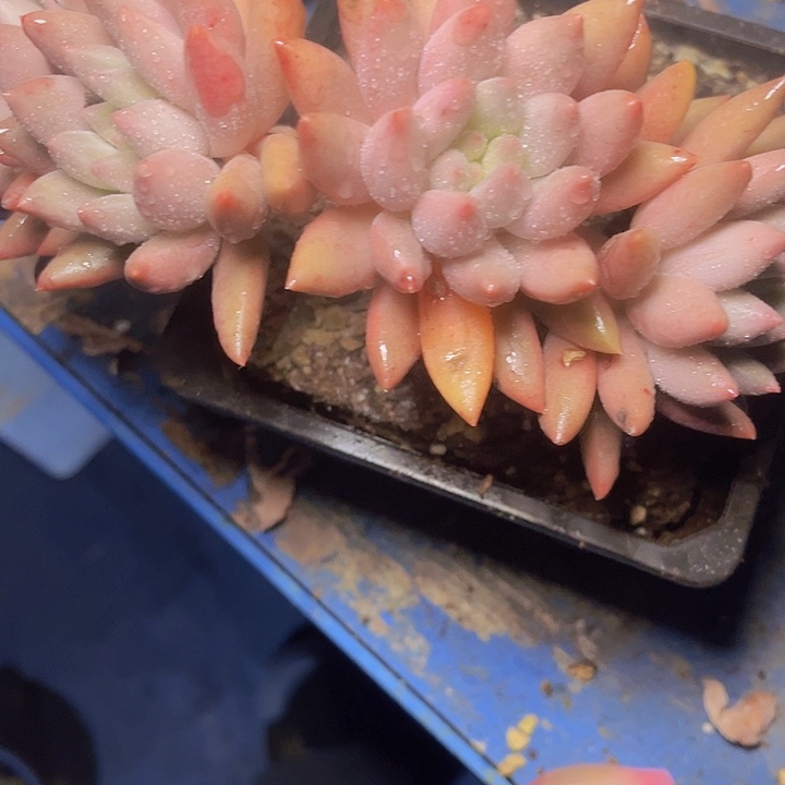 阿***呀我要的东西不在身边都没有