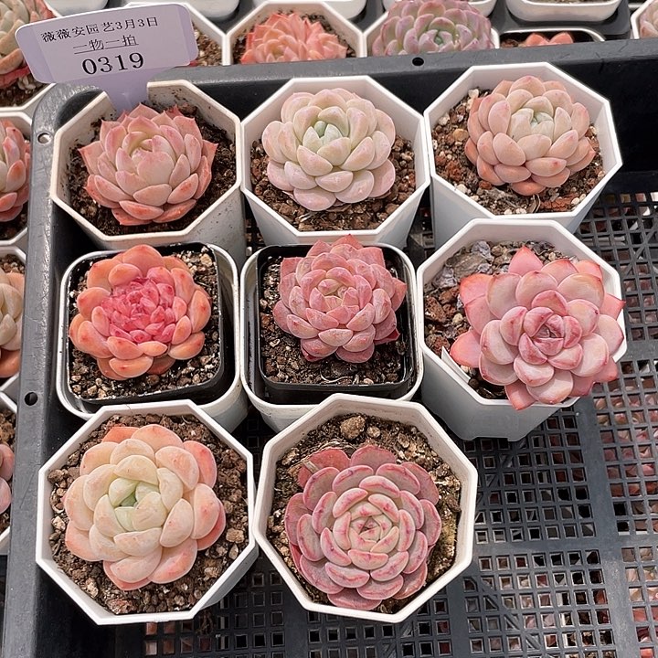 薇薇安园艺多肉0319