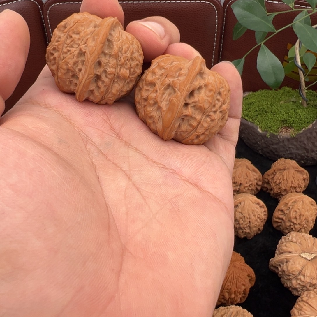 核桃精对血麒麟福利