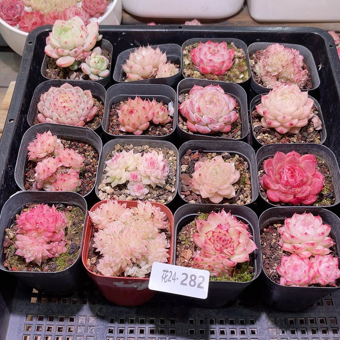 花利美24-282框拍16颗