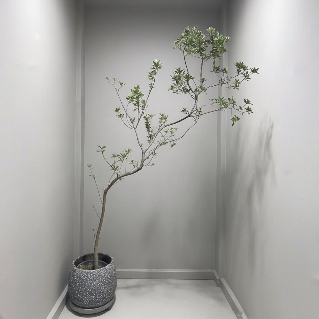 【春日不谢】海岛春花盆栽 北欧风客厅绿植 治愈系小清新家居装饰