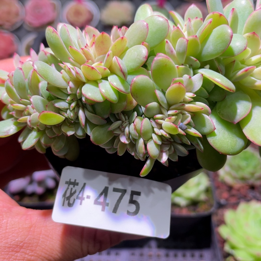 花利美4-475春桃缀化