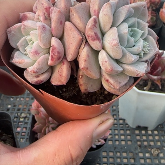 48 一物一拍多肉