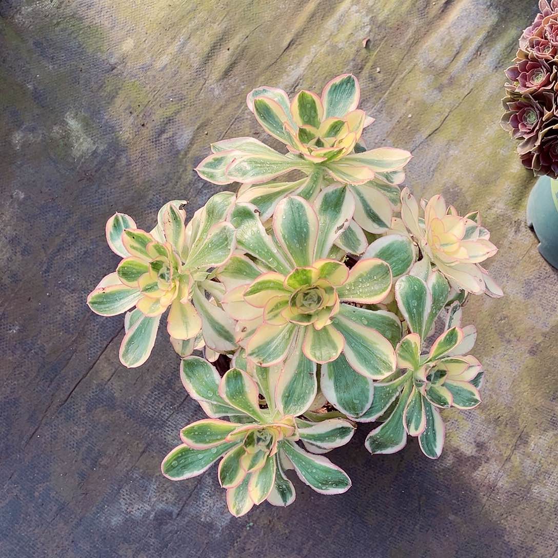 法师多肉植物f s